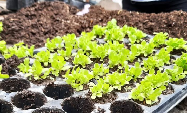 proyecto-semillas-flor-laburo-intro Brotes en macetas para ilustrar el proyecto de Agroecología y Cooperativismo de Calcuta Ondoan en Córdoba, Argentina